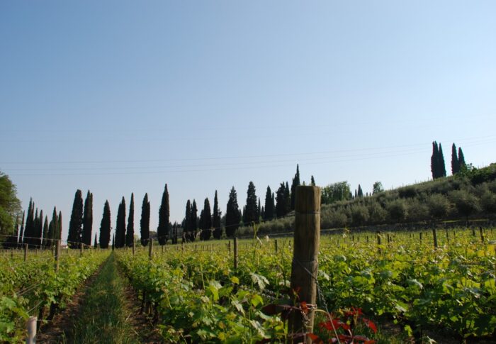 Presentazione delle domande per il riconoscimento dei Distretti del Cibo