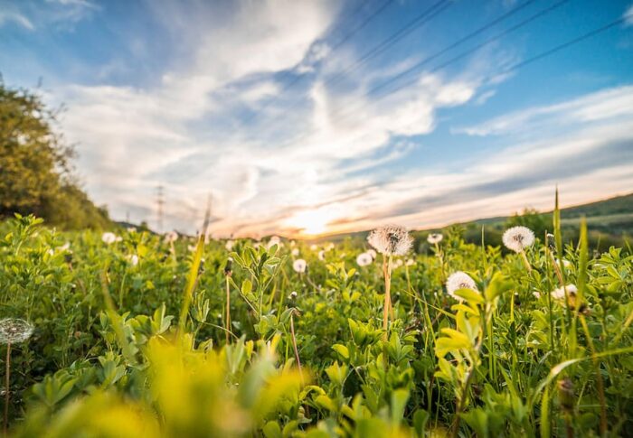 Domande di aiuto per biodiversità naturalistica