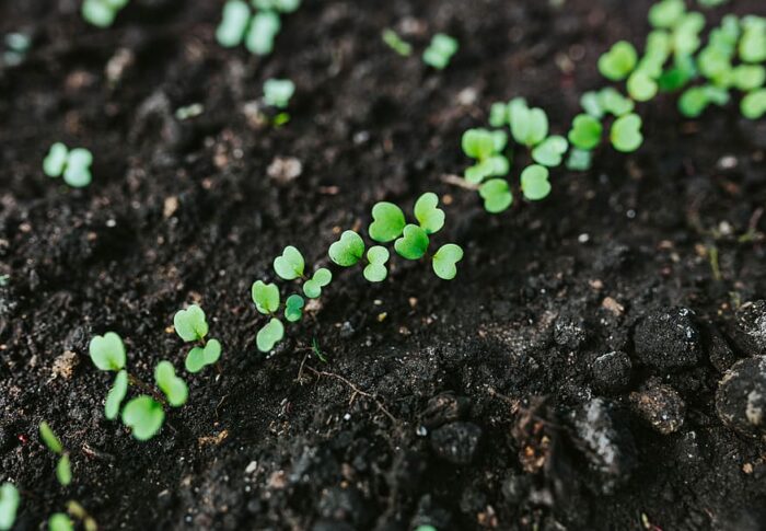 Presentazione progetti formativi in relazione ad Agricoltura, tecnologie, ambiente per settore primario